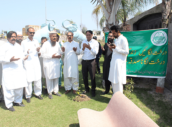 Plant for Pakistan-min